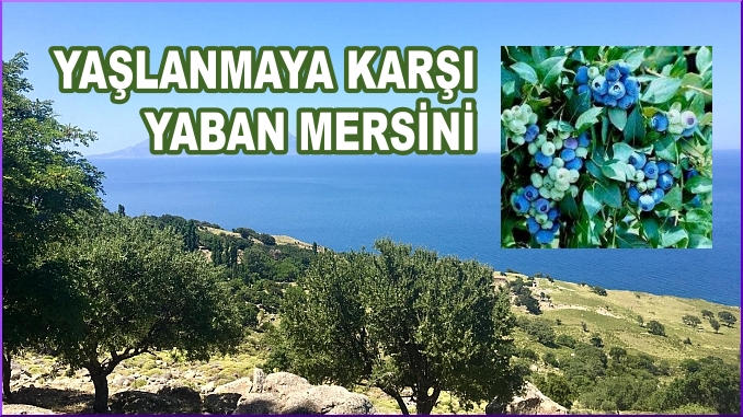 KADINCAeu-20190727-2100-YABAN-MERSiNi-05-678x381